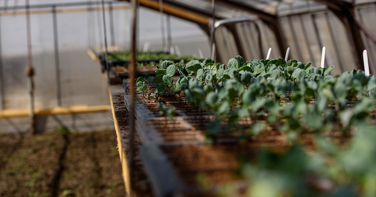 Mit tehet a kertész  az év egyik leghidegebb hónapjában?